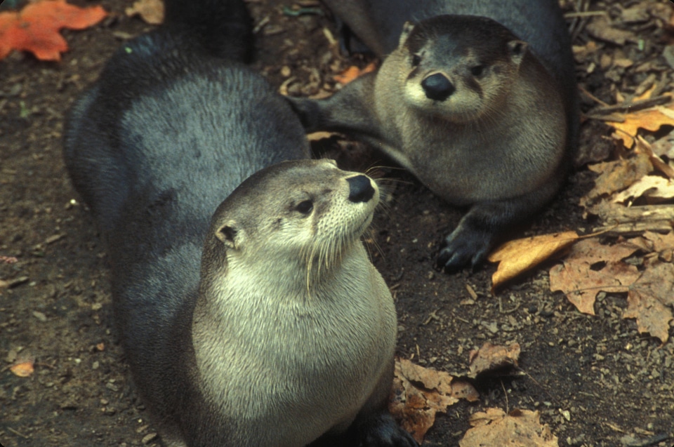 Otters