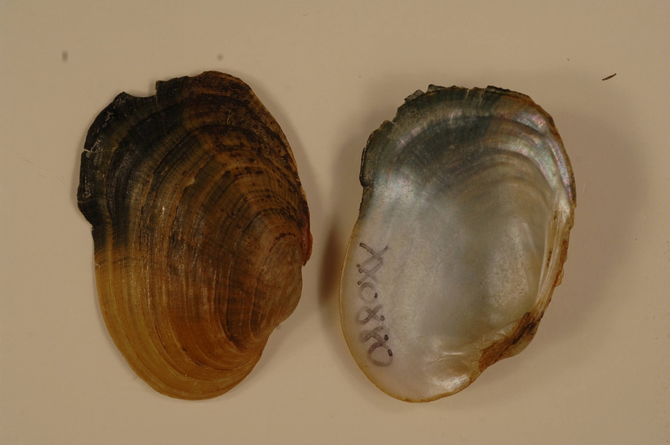 Epioblasma capsaeformis