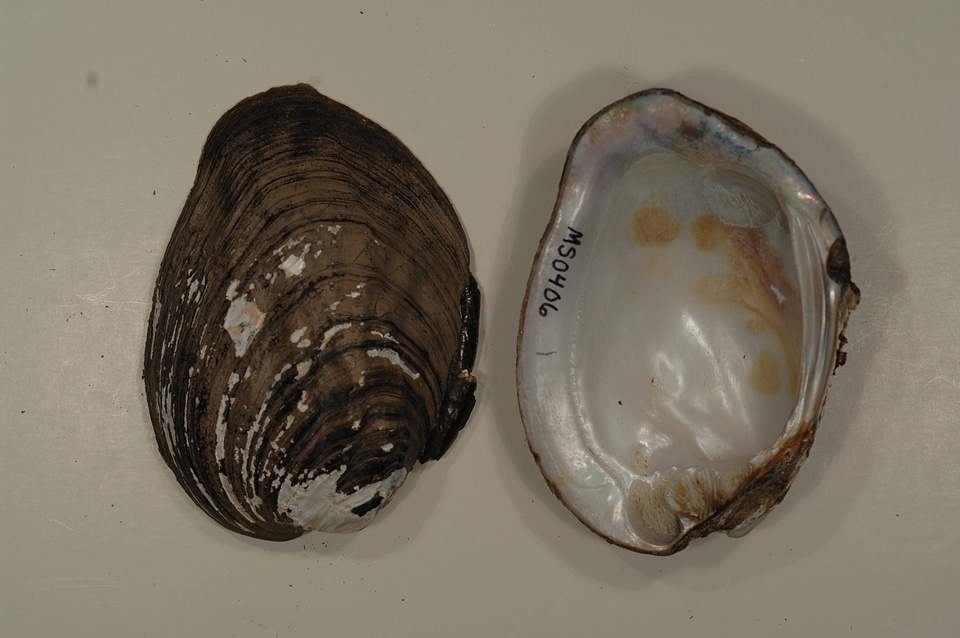Amblema plicata