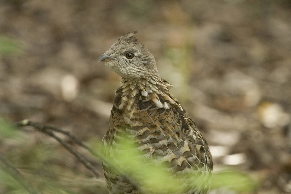 Sharp-tailed Grouse