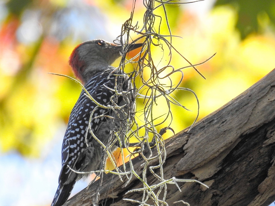 Red-bellied Woodpecker