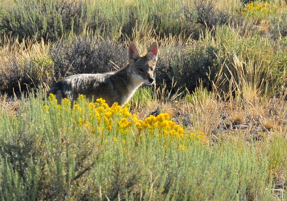 Coyote Pup at Seedskadee National Wildlife Refuge photo