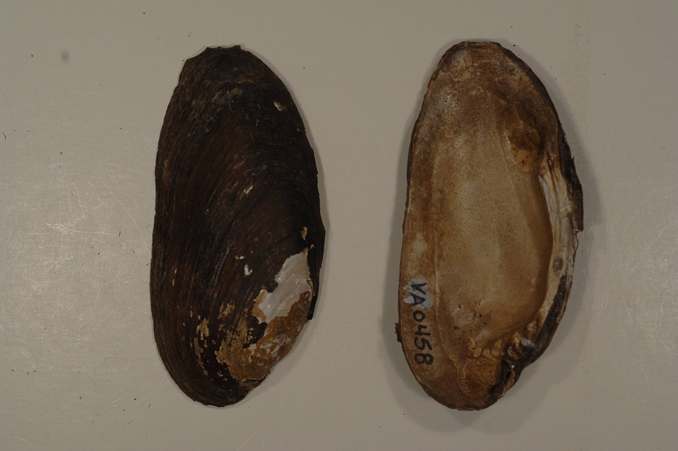 Elliptio dilatata-1