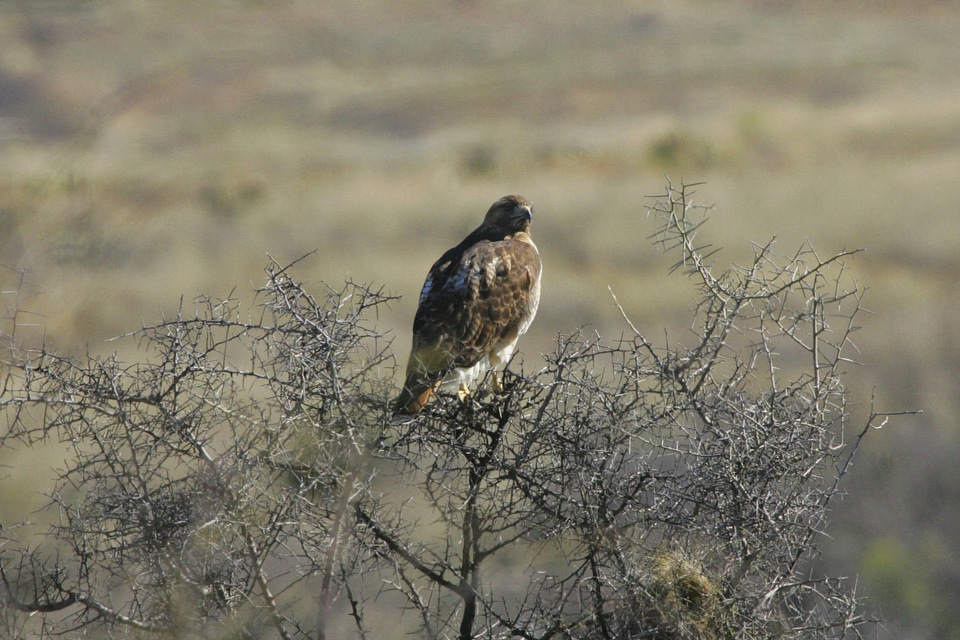Red-tailed Hawk at Buenos Aires National Wildlife Refuge
