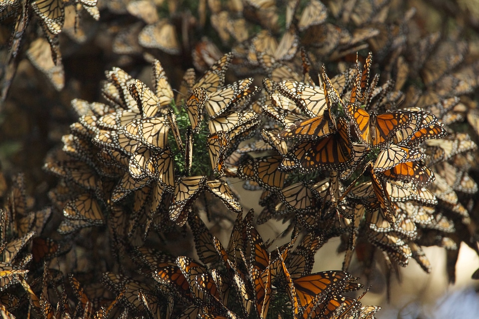 Monarch butterflies-2