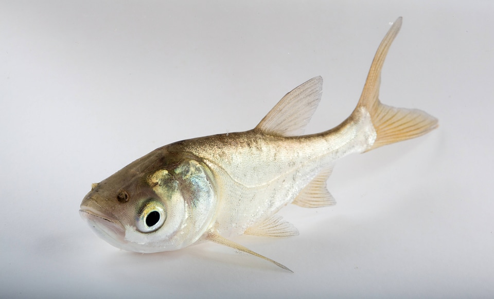 Bighead Carp Juvenile