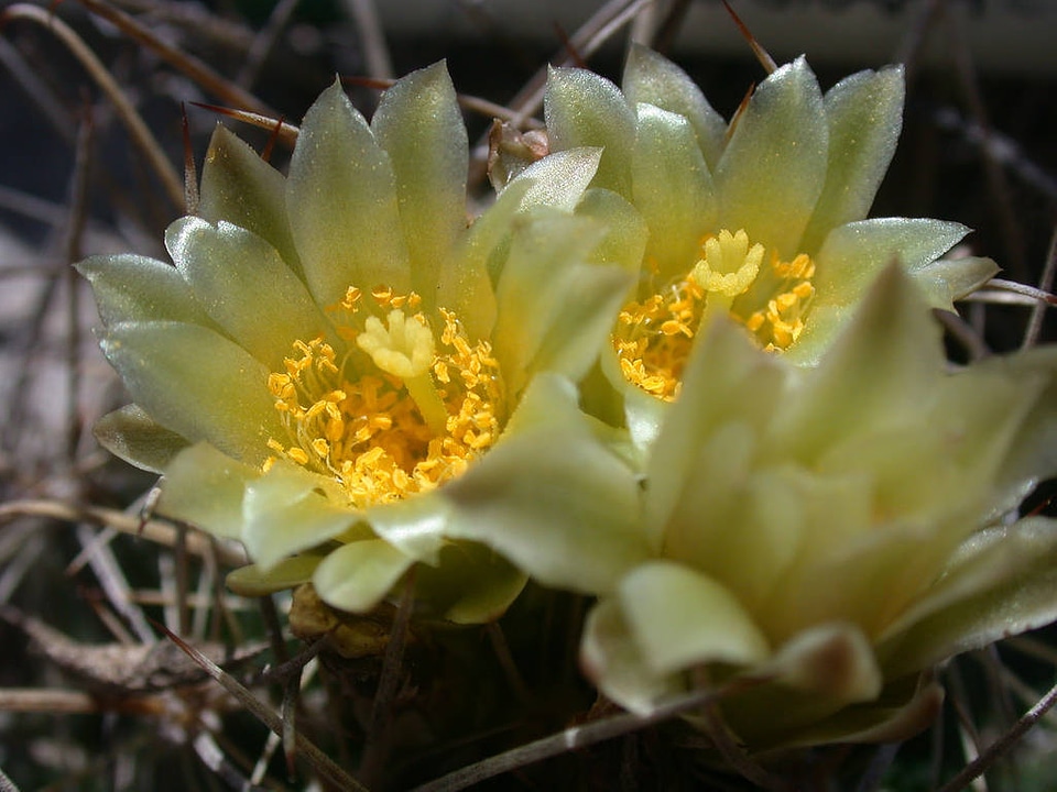 Endangered Tobusch fishhook cactus flower