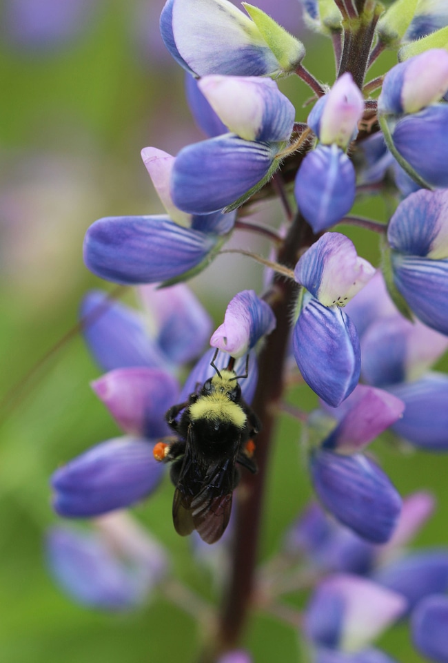 Bumblebee on flower