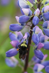 Bumblebee on flower photo