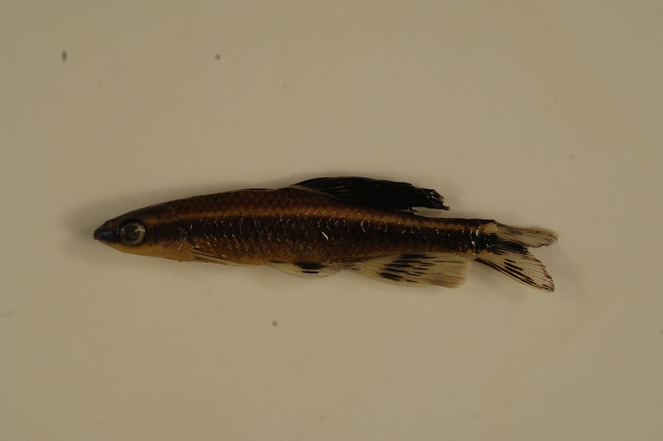 Pteronotropis welaka