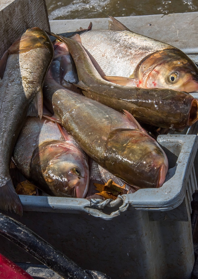 Invasive Silver carp