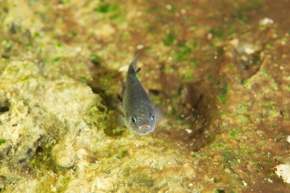 Captive Devils Hole pupfish