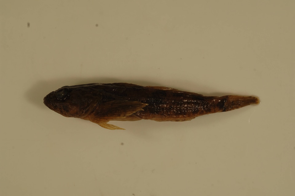Cottus bairdii