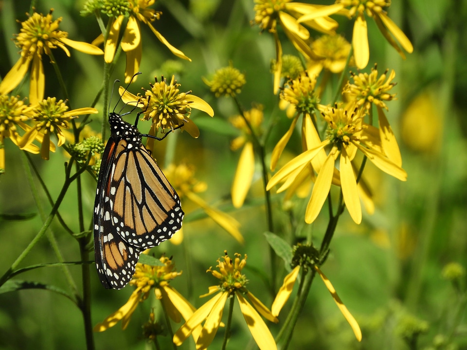Monarch butterfly 