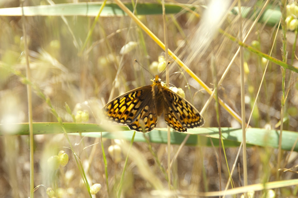Callippe Silverspot butterfly