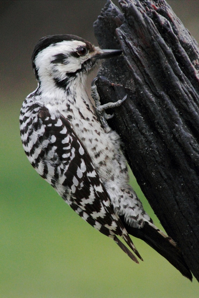 Ladder-backed Woodpecker