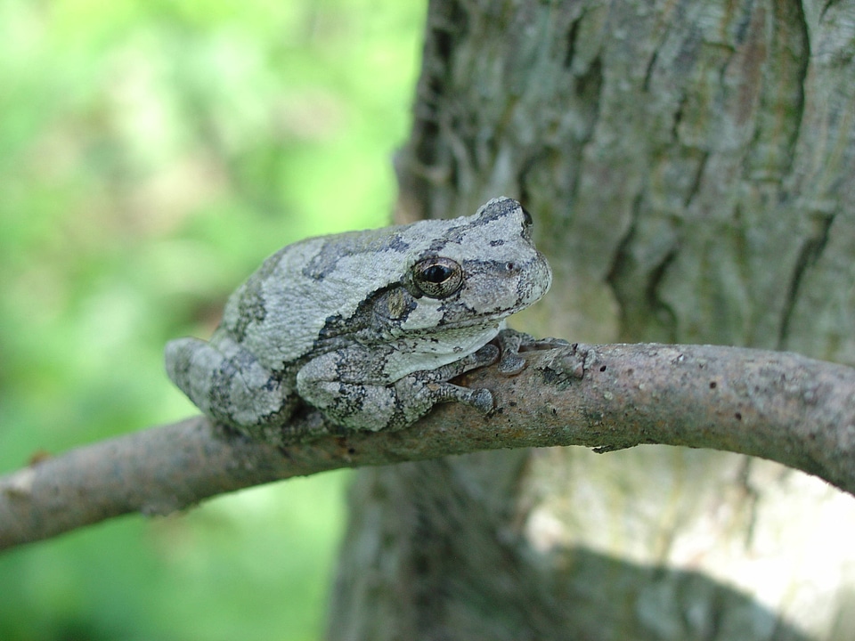 Gray tree frog on branch at Neil Smith National Wildlife Refuge