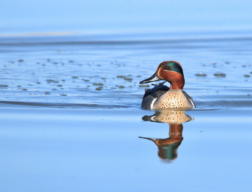 Green-Winged Teal on Seedskadee National Wildlife Refuge