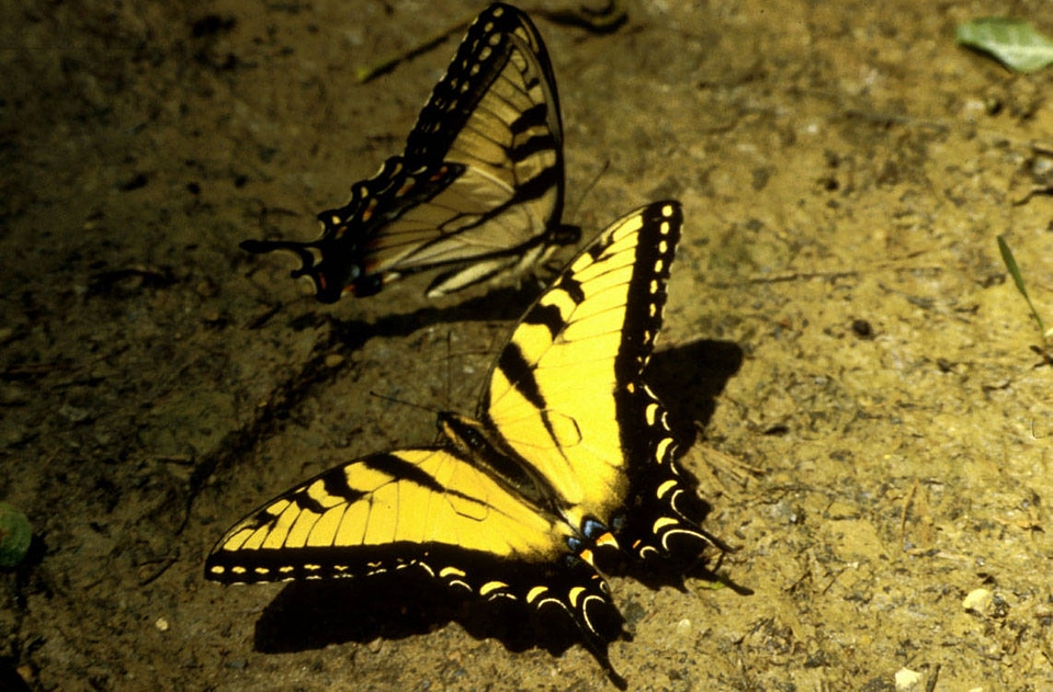 Tiger Swallowtail Butterfly