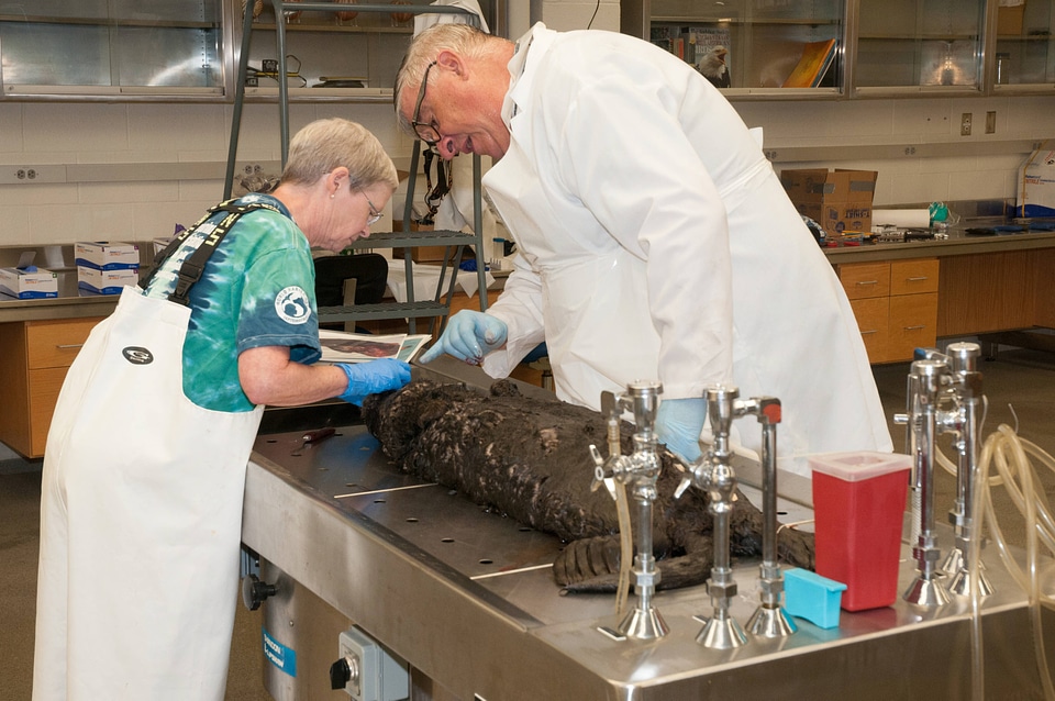 Marine Mammal Stranding Course at NCTC-1