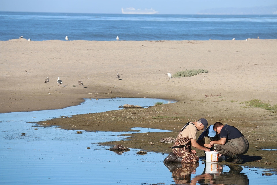 Right conditions for the Tidewater goby