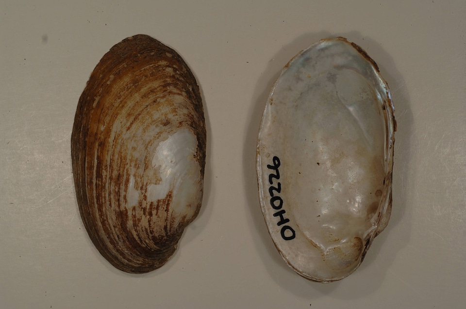 Lampsilis siliquoidea