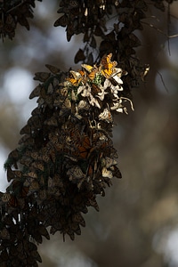 Monarch butterflies-1