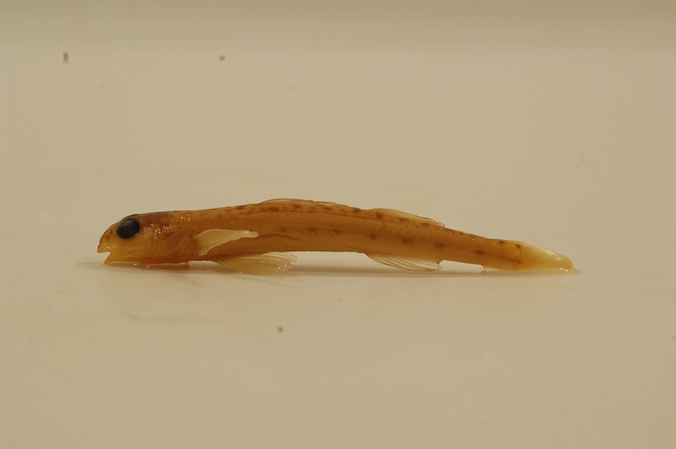 Ammocrypta pellucida