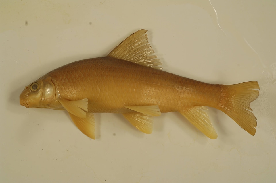 Moxostoma macrolepidotum