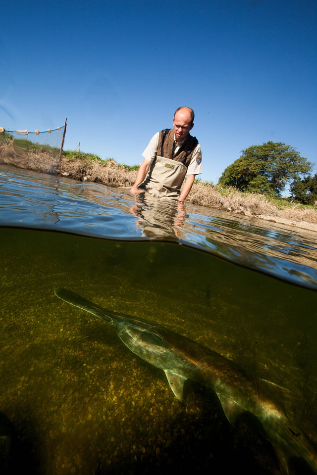 Fishery biologist releases an American paddlefish-1