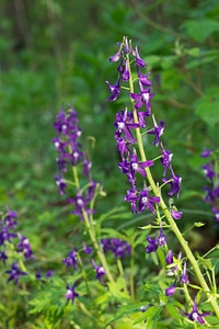 Spring Larkspur
