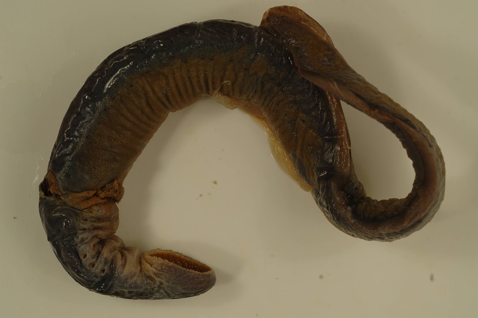 Ichthyomyzon castaneus