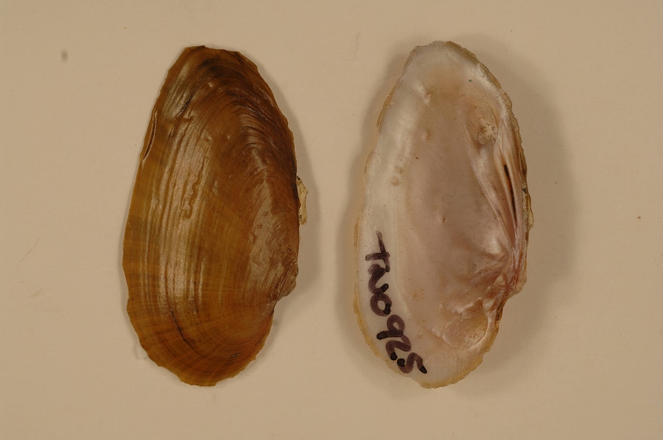 Elliptio dilatata-1