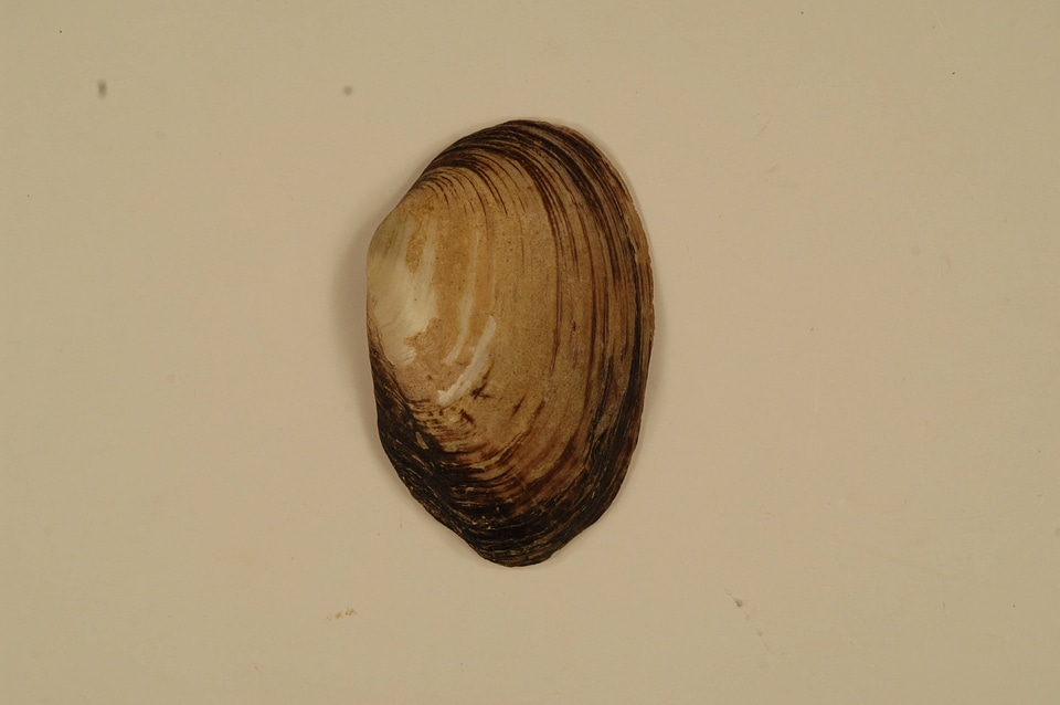 Villosa trabalis (outside)