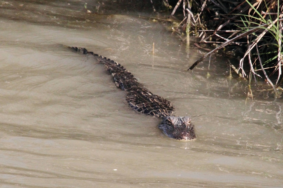 American Alligator