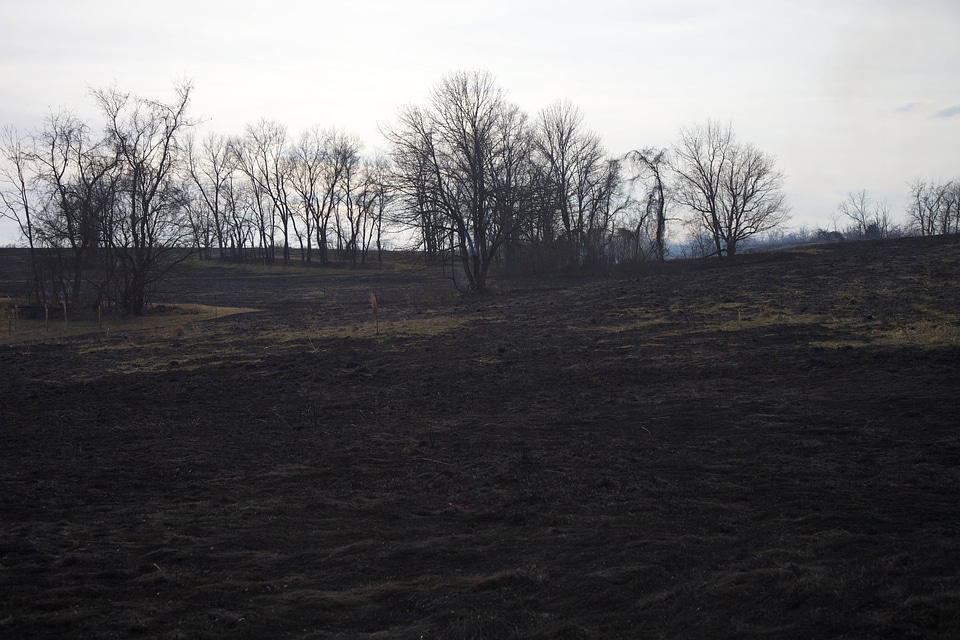 Prescribed burn area