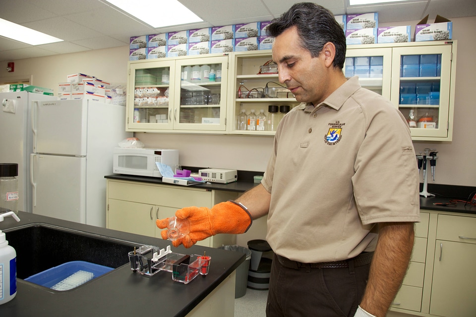Service scientist at Lower Columbia River Fish Health Center