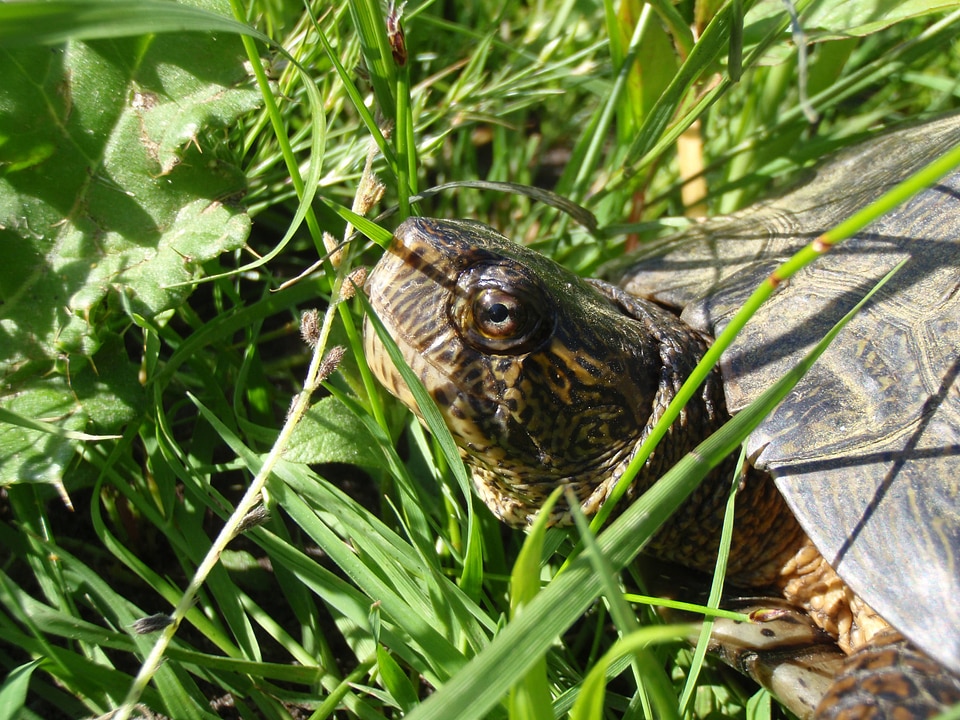 Western Pond Turtle
