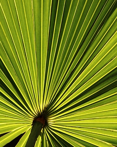 Holidays palms texture photo