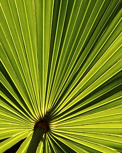Holidays palms texture