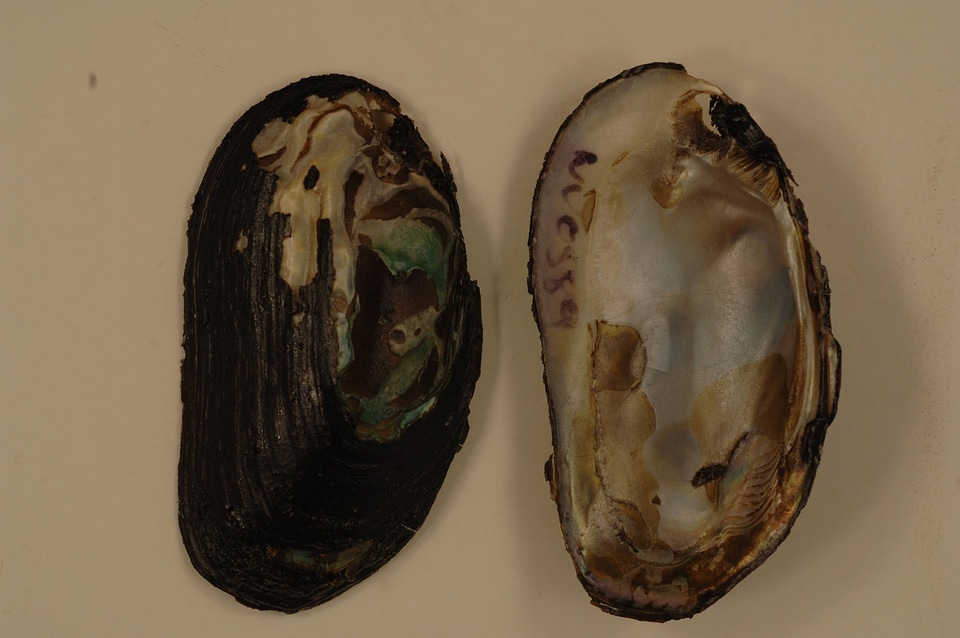 Elliptio complanata-1