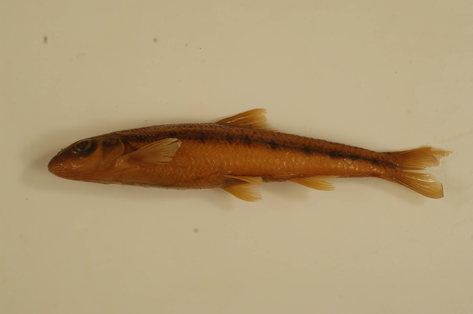 Erimystax dissimilis