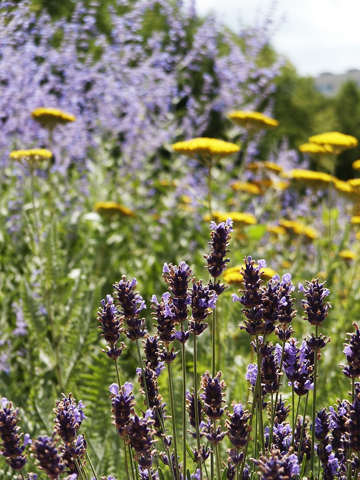 Green yellow purple