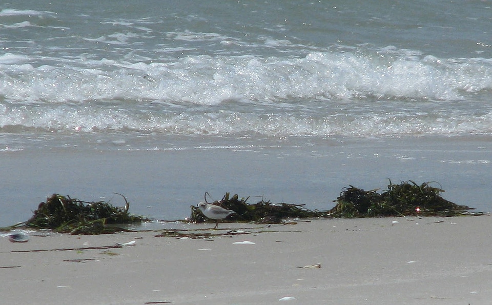 Piping plover chick