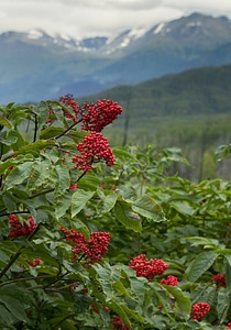 Red-berried elder bush