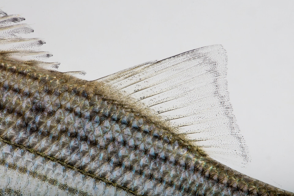 Hybrid striped bass