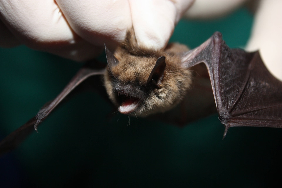 Eastern small-footed bat