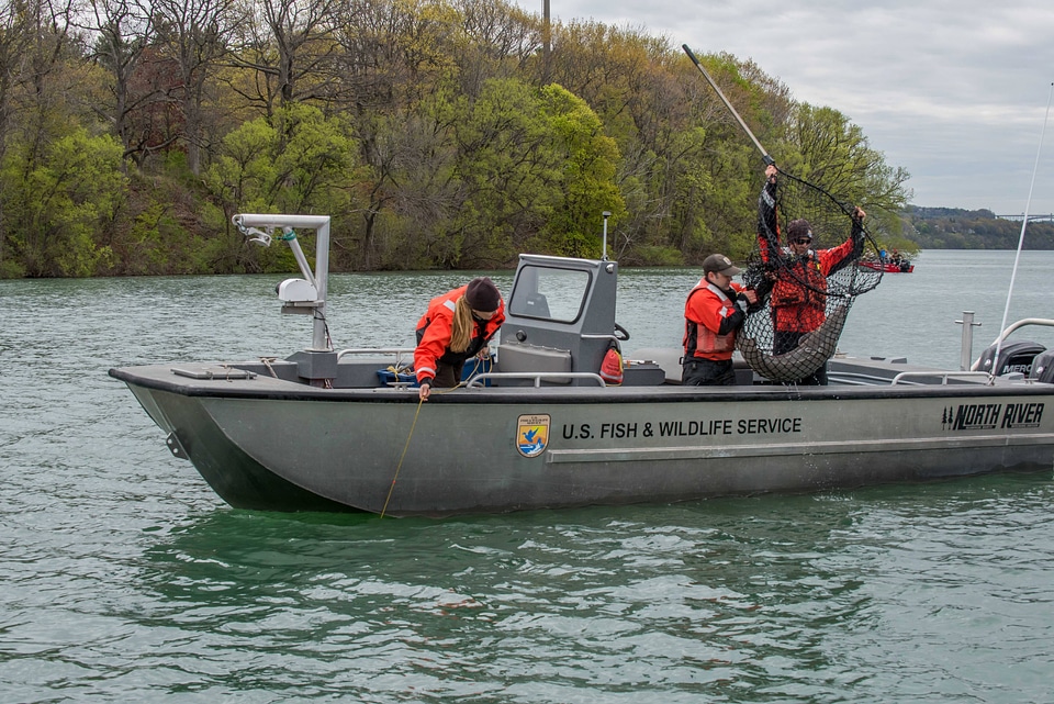 USFWS Fisheries crew in boat capturing lake sturgeon