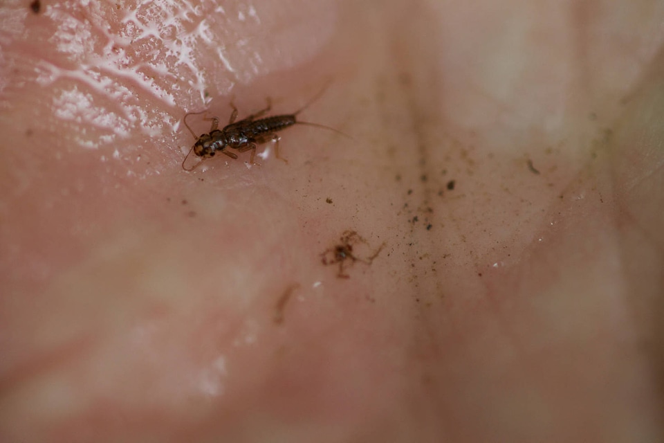 Aquatic invertebrate