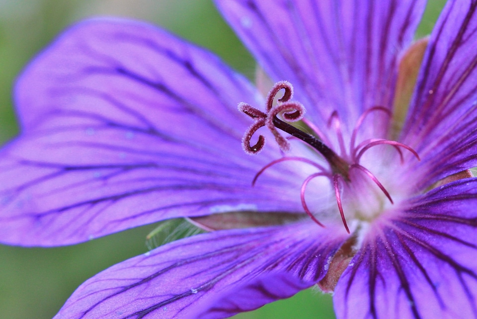 Bloom flower petals photo